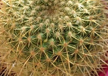 2019-04-17 mammillaria Ginsa Maru