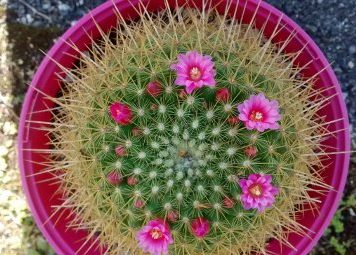 2019-04-20 mammillaria Ginsa Maru