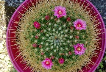 2019-04-20 mammillaria Ginsa Maru