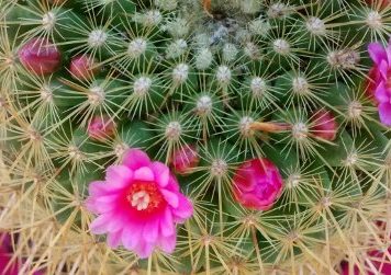 2019-04-20 mammillaria Ginsa Maru