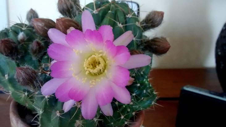 2019-05-02 echinopsis pentlandii