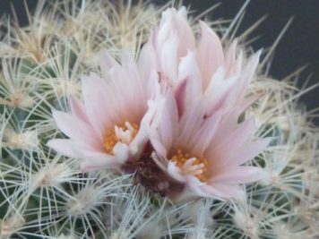 Turbinicarpus knuthianus MZ 726