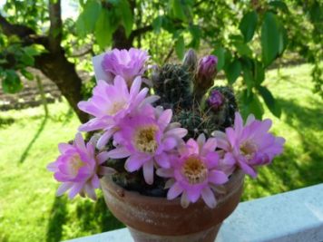 Echinopsis pentlandii