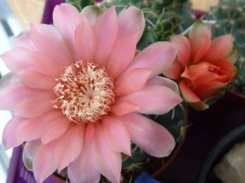 Gymnocalycium baldianum hybride rose