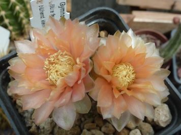 Gymnocalycium hybride Austrian Gold