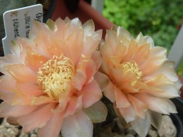 Gymnocalycium hybride Austrian Gold