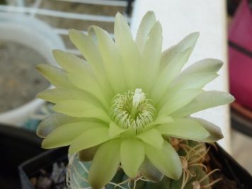 Gymnocalycium hyptiacanthum ssp uruguayense