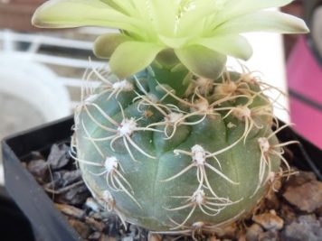 Gymnocalycium hyptiacanthum ssp uruguayense