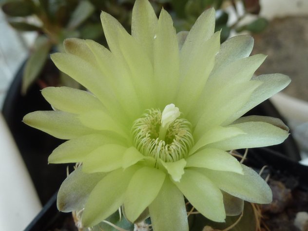 Gymnocalycium hyptiacanthum ssp uruguayense