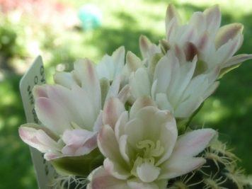 Gymnocalycium bruchii P200