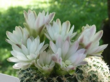 Gymnocalycium bruchii P200