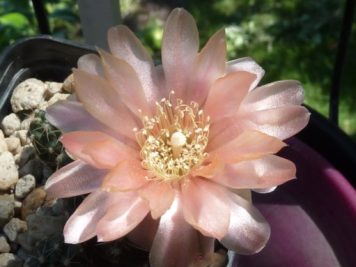 Gymnocalycium hybride Austrian Gold