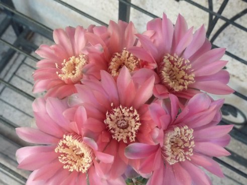 Gymnocalycium baldianum hybride rose