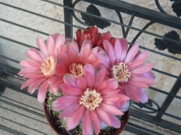 Gymnocalycium baldianum hybride rose