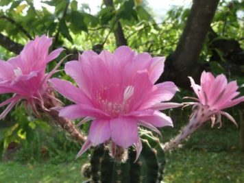 echinopsis violet