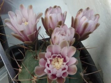 Gymnocalycium kroenleinii WR 805