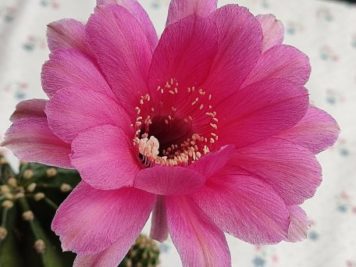 echinopsis violet