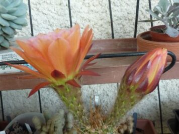 Trichocereus-RL-1902-MK-01