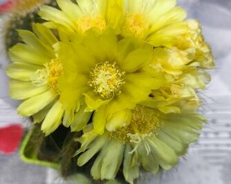 parodia wasari