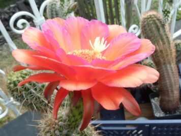 Trichocereus RL1889-MK01 .