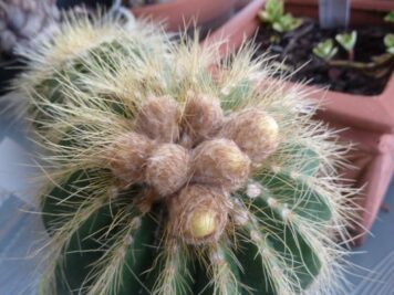 Parodia warasii