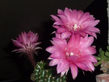 echinopsis oxygona cv rose