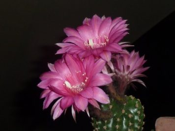 echinopsis oxygona cv rose