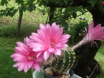 echinopsis oxygona cv rose