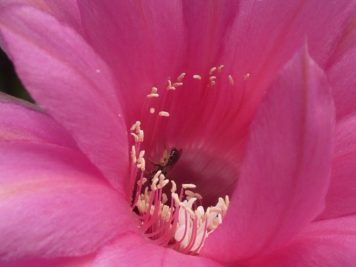 echinopsis oxygona cv rose