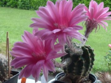 echinopsis oxygona cv rose