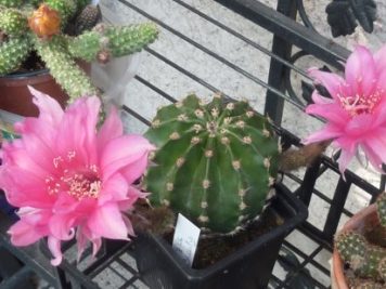 Echinopsis violet