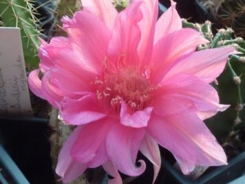 Echinopsis violet