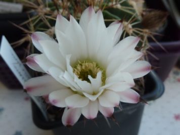 Acanthocalycium peitscheriana