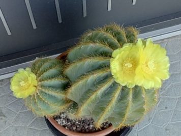 parodia magnifica