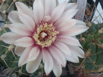 Gymnocalycium capillaense