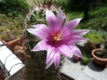 Mammillaria sheldonii