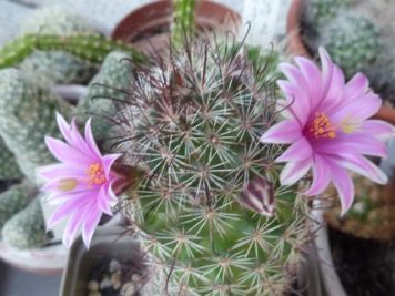 Mammillaria sheldonii