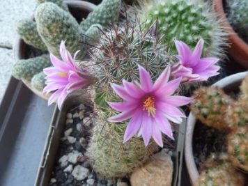 Mammillaria sheldonii