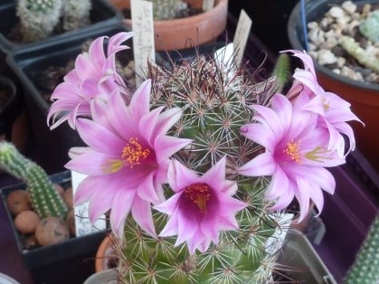 Mammillaria sheldonii