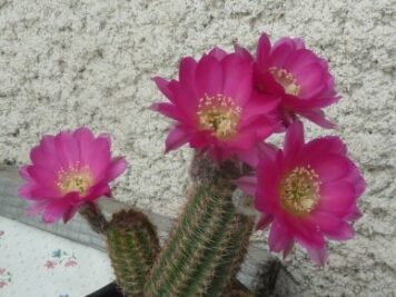 Echinopsis hybride XJL 2011