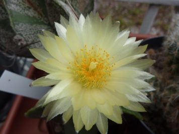 Astrophytum myriostigma nudum 2