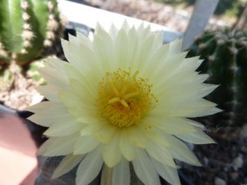 Astrophytum myriostigma 2