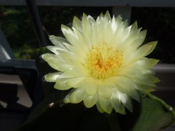 Astrophytum myriostigma nudum 2