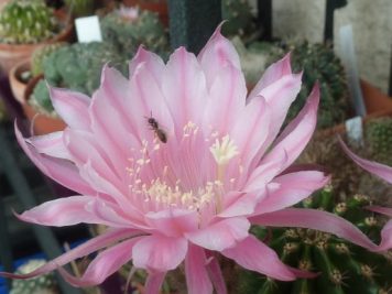 Echinopsis hybride 2