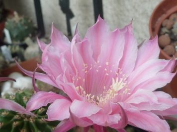 Echinopsis hybride 2