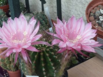 Echinopsis hybride 2