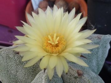 Astrophytum myriostigma 2