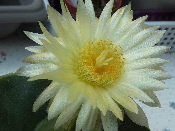 Astrophytum myriostigma nudum 2