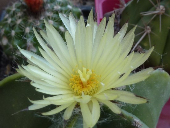 Astrophytum myriostigma nudum 3