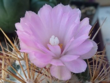 Coryphantha pseudoechinus MG119